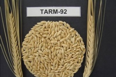 Tarım 92 Arpa